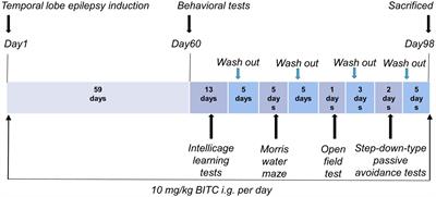 Benzyl isothiocyanate ameliorates cognitive function in mice of chronic temporal lobe epilepsy
